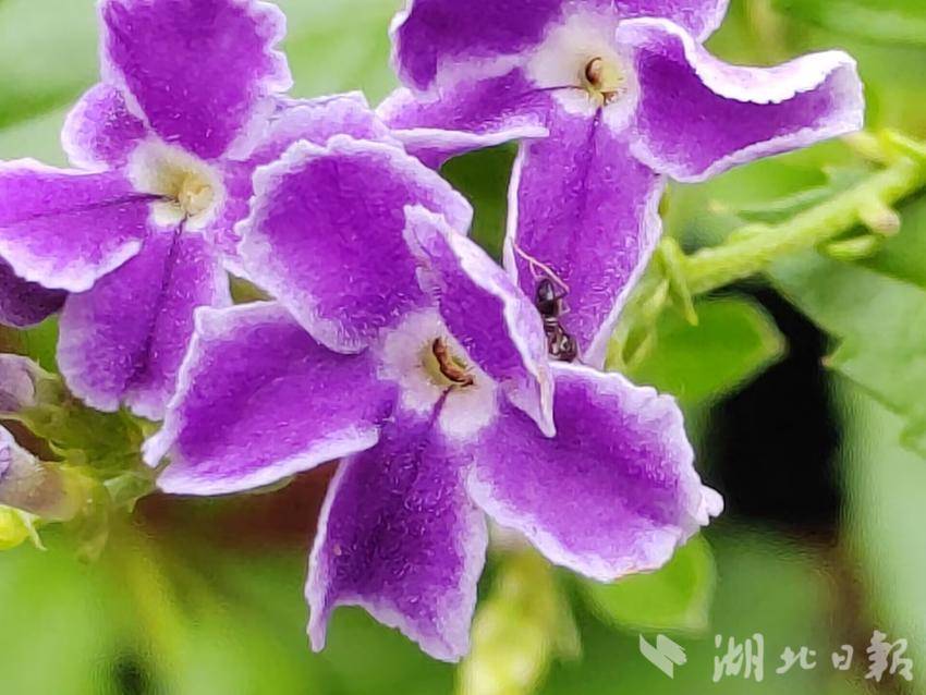 神武3 花呗充值